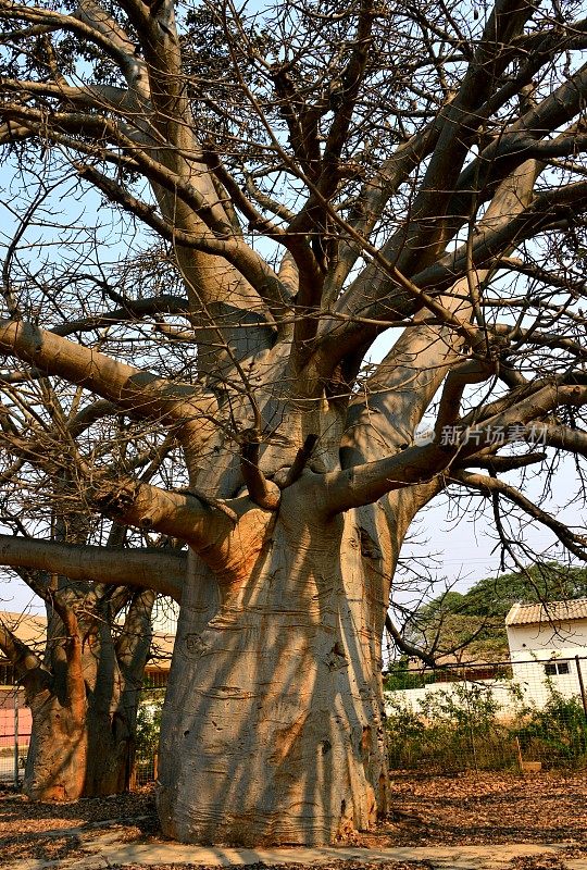 Baobab trees, Cacuaco，安哥拉罗安达